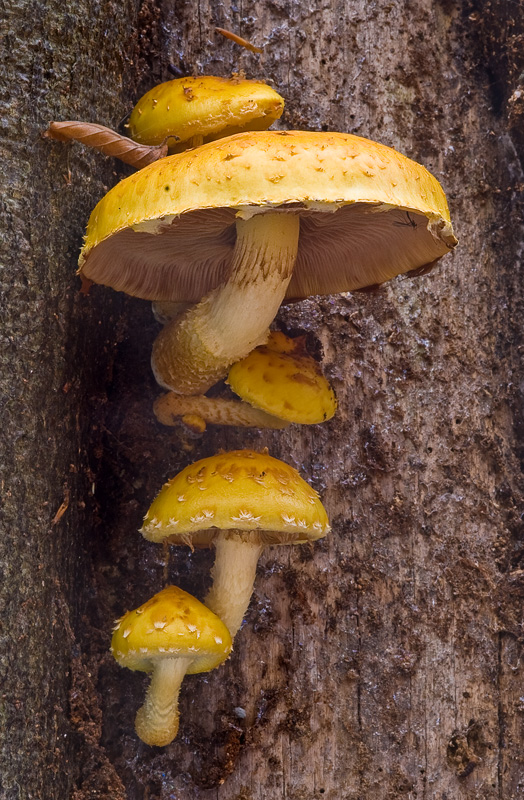 Pholiota adiposa